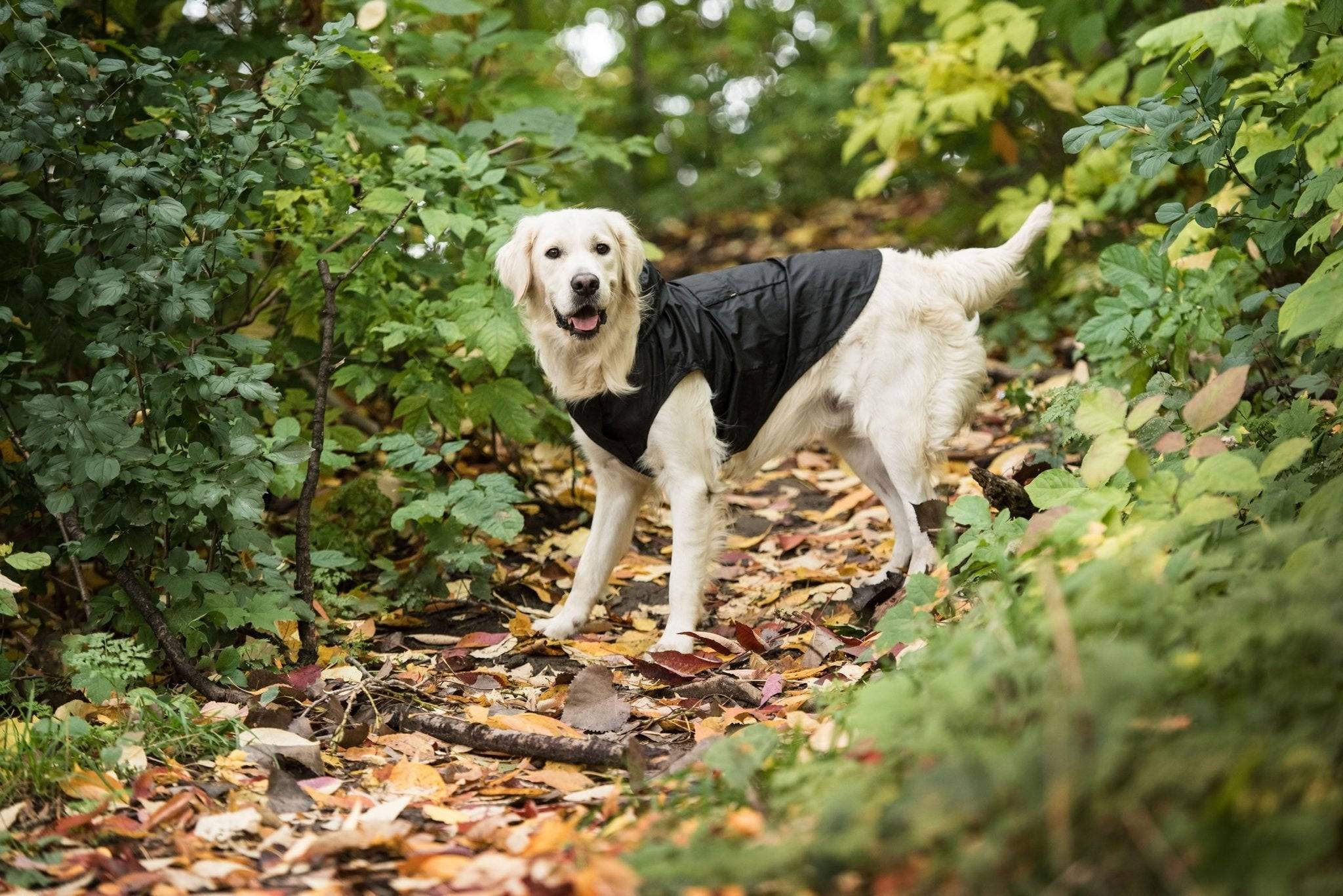 Black Packable Dog Raincoat - Lifestyle Haven