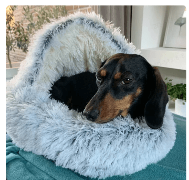 2-in1 Pet Bed - Lifestyle Haven