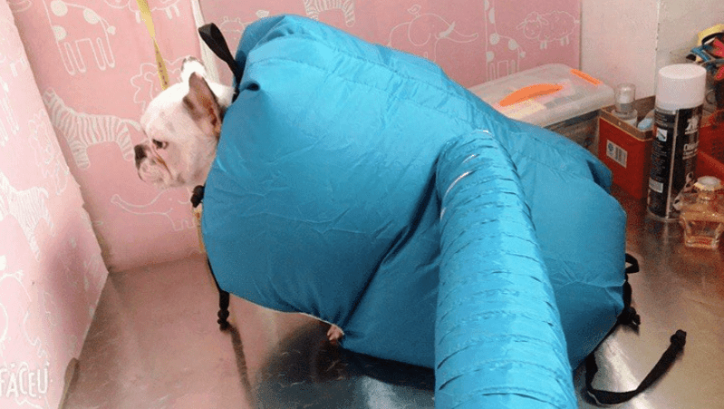 Pet Drying Box, Dryer, and Drying Bag - Lifestyle Haven